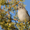 Juniper Titmouse